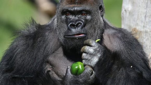 A gorilla holding a piece of food.