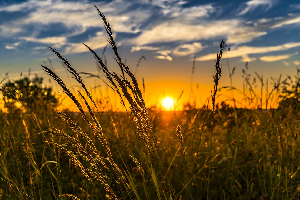 A field with the sun-setting in the background.