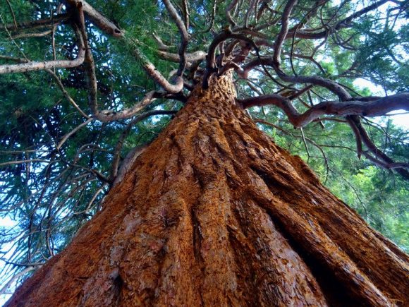 A view from the ground up of a large tree.