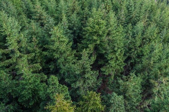 An aerial view of a forest.