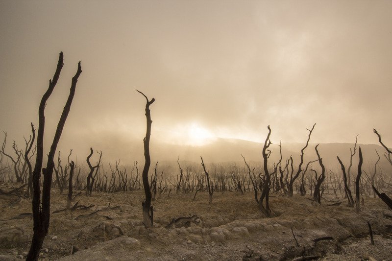 Dead trees in a desert