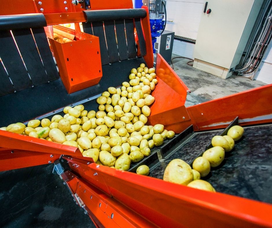 Potato processing line in factory